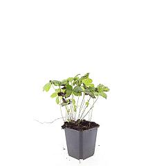 Geranium nodosum