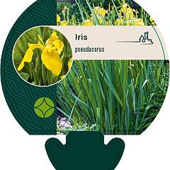 Iris pseudacorus