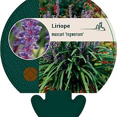 Liriope muscari 'Ingwersen'
