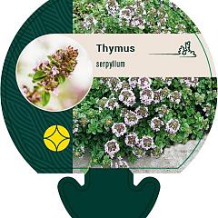 Thymus serpyllum