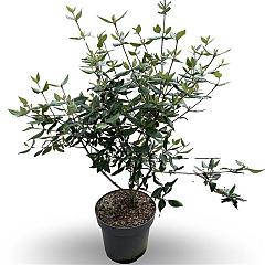 Viburnum burkwoodii