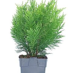 Chamaecyparis l. 'Ivonne'