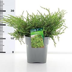 Juniperus comm. 'Repanda'