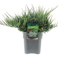 Juniperus hor. 'Blue Chip'