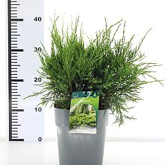 Juniperus pf. 'Mint Julep'