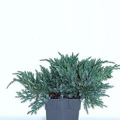 Juniperus squamata 'Blue Carpet'