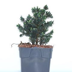 Picea glauca 'Echiniformis'
