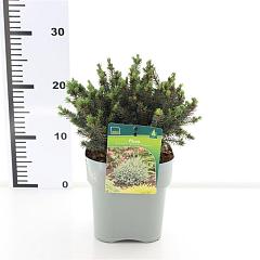 Picea glauca 'Echiniformis'