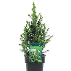 Picea glauca 'Rainbow's End'