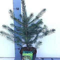 Picea pungens 'Glauca'