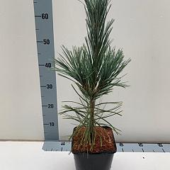 Pinus flexilis 'Vanderwolf's Pyramid'