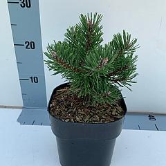 Pinus mugo 'Klostergrün'