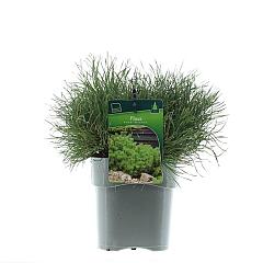 Pinus mugo 'Mughus'