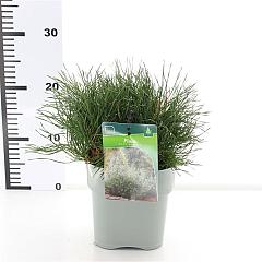 Pinus mugo pumilio