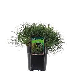 Pinus mugo pumilio