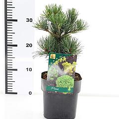 Pinus parviflora 'Negishi'