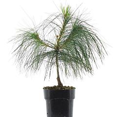 Pinus strobus 'Fastigiata'