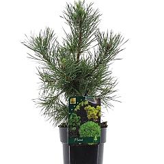 Pinus sylvestris 'Globosa Viridis'