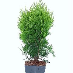 Platycladus or. 'Aurea Nana'