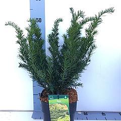 Taxus b. 'Repandens'
