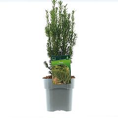 Taxus media 'Hillii'