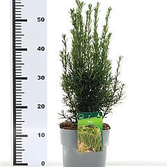 Taxus media 'Hillii'