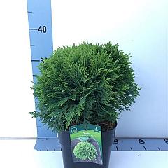 Thuja occ. 'Danica'
