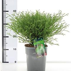 Thuja occ. 'Mr Bowling Ball'