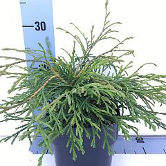 Thuja pl. 'Kagers Beauty'