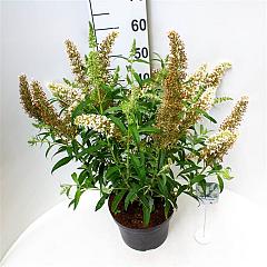 Buddleja d. 'White Profusion'