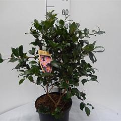 Camellia j. 'Cleopatra'