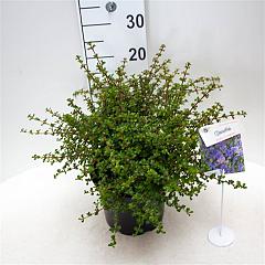 Ceanothus 'Emily Brown'