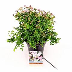 Spiraea japonica 'Little Princess'