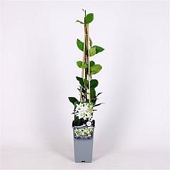 Trachelospermum jasminoides