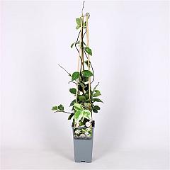 Trachelospermum j. 'Variegatum'