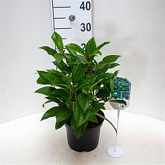 Viburnum davidii