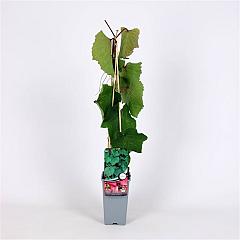 Vitis coignetiae