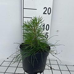 Pinus sylvestris