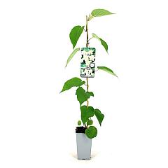 Actinidia deliciosa 'Atlas'