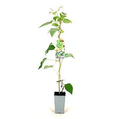 Actinidia deliciosa 'Boskoop'