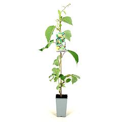 Actinidia deliciosa 'Jenny'