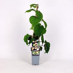 Actinidia deliciosa Solissimo®