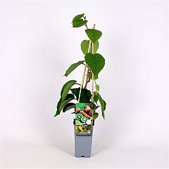 Actinidia deliciosa 'Solo'