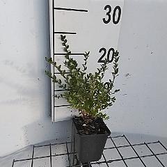 Lonicera nit. 'Elegant'