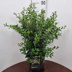 Osmanthus burkwoodii