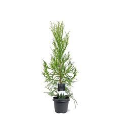 Cryptomeria j. 'Kitayama' 