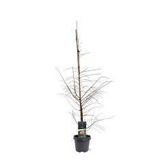 Larix decidua