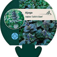 Ajuga reptans 'Catlin's Giant'