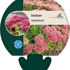 Sedum 'Herbstfreude'