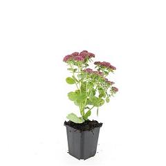 Sedum 'Herbstfreude'